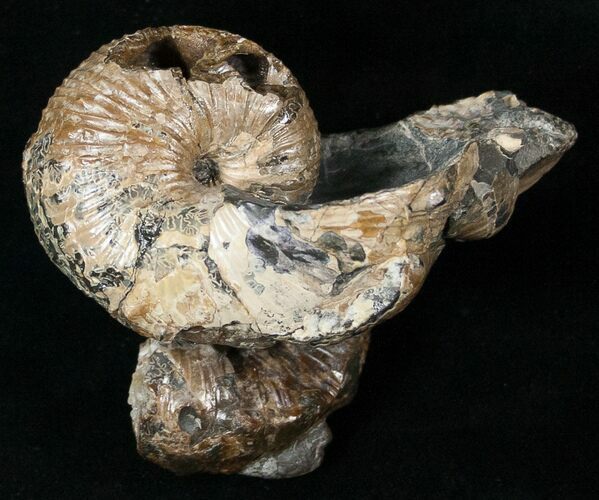 Hoploscaphites Ammonite With Clam Fossils - Montana #16966